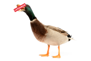 duck-300×200